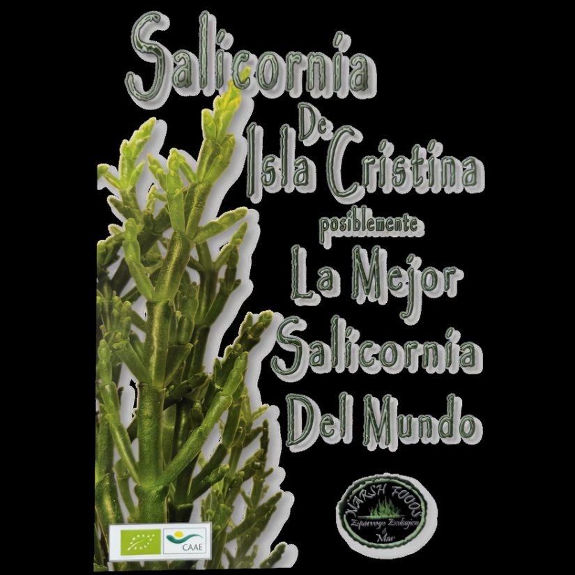 Salicornia ecológica (Espárrago de mar). Salicornia ecológica (Espárrago de mar). - Imagen 4
