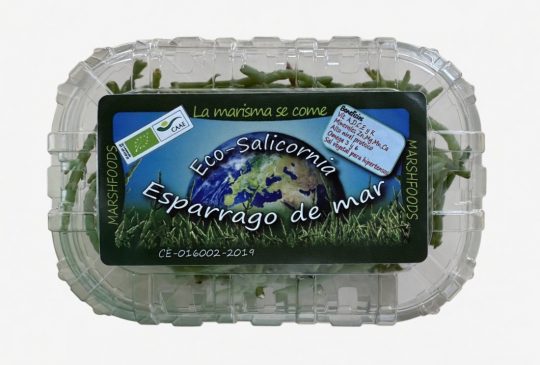 Salicornia ecológica (Espárrago de mar).